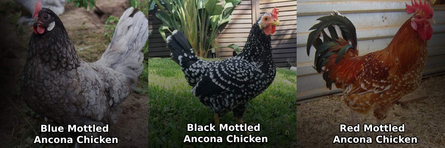 Ancona Chickens Red, Black Blue variation