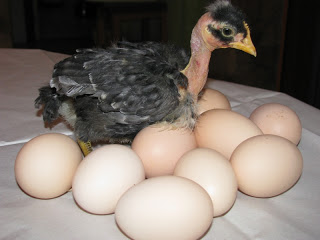 Naked Neck Chicken Eggs