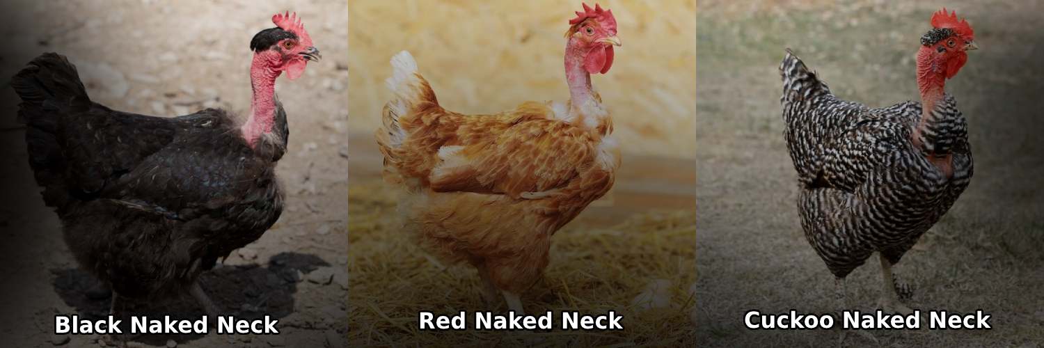 black naked neck, red naked neck, cuckoo naked neck chicken