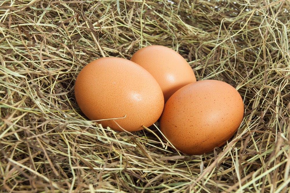 plymouth rock chicken eggs 