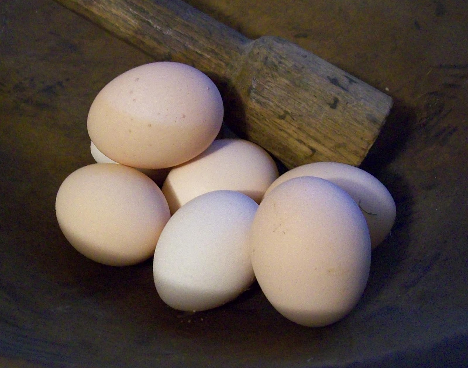 sussex chicken eggs